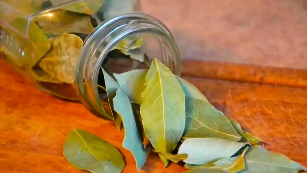 El poder oculto de la hoja de laurel en casa