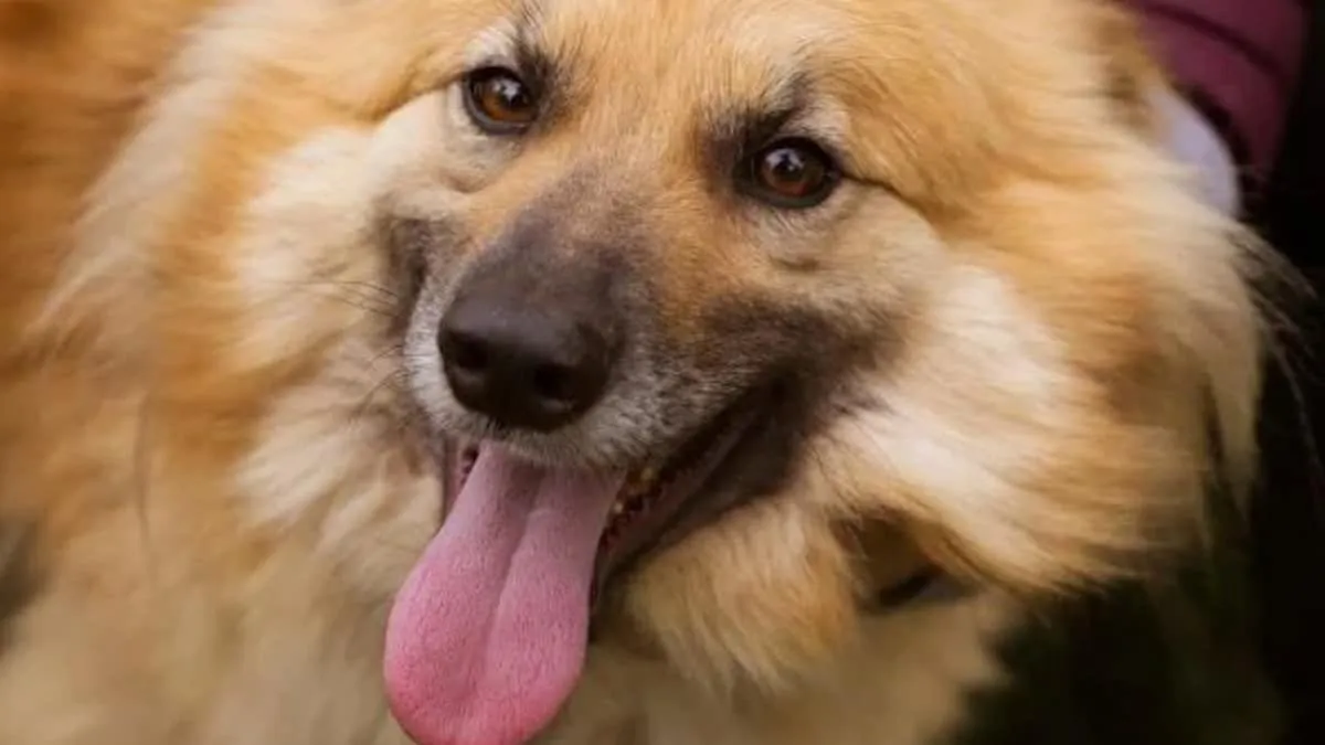 El significado detrás del lamido de piernas en los perros
