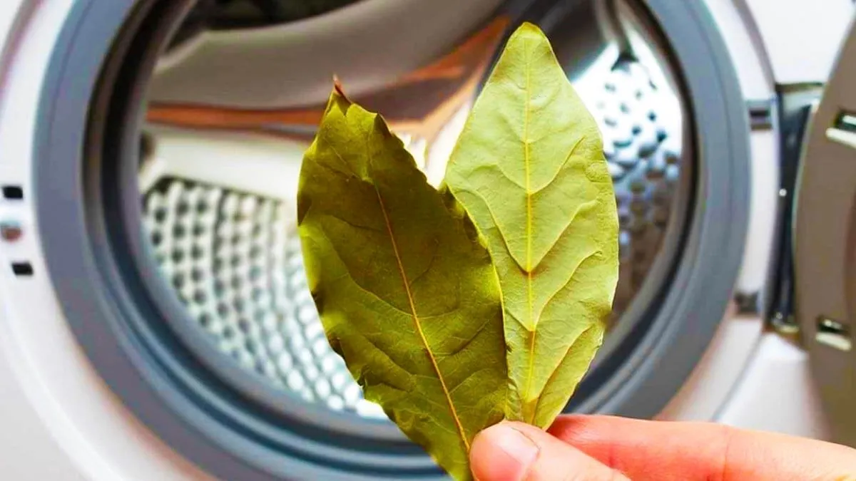 El laurel: más que solo un condimento